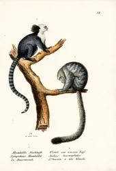 Singe Nocturne, 1824